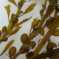 Wireweed